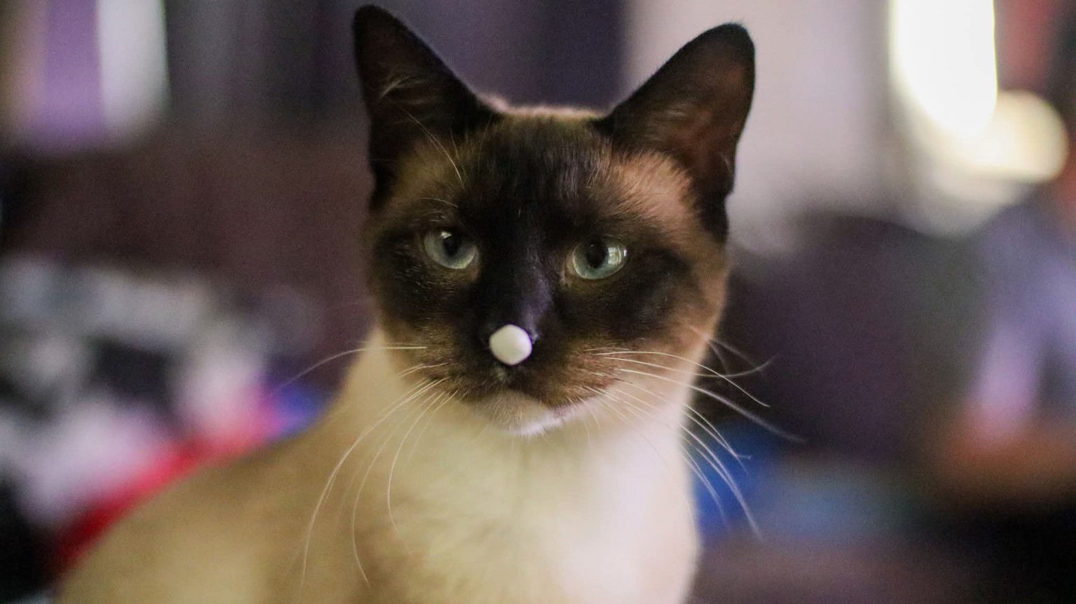 Alita Battle Angel, a seal-point cat with pale eyes and dark face markings