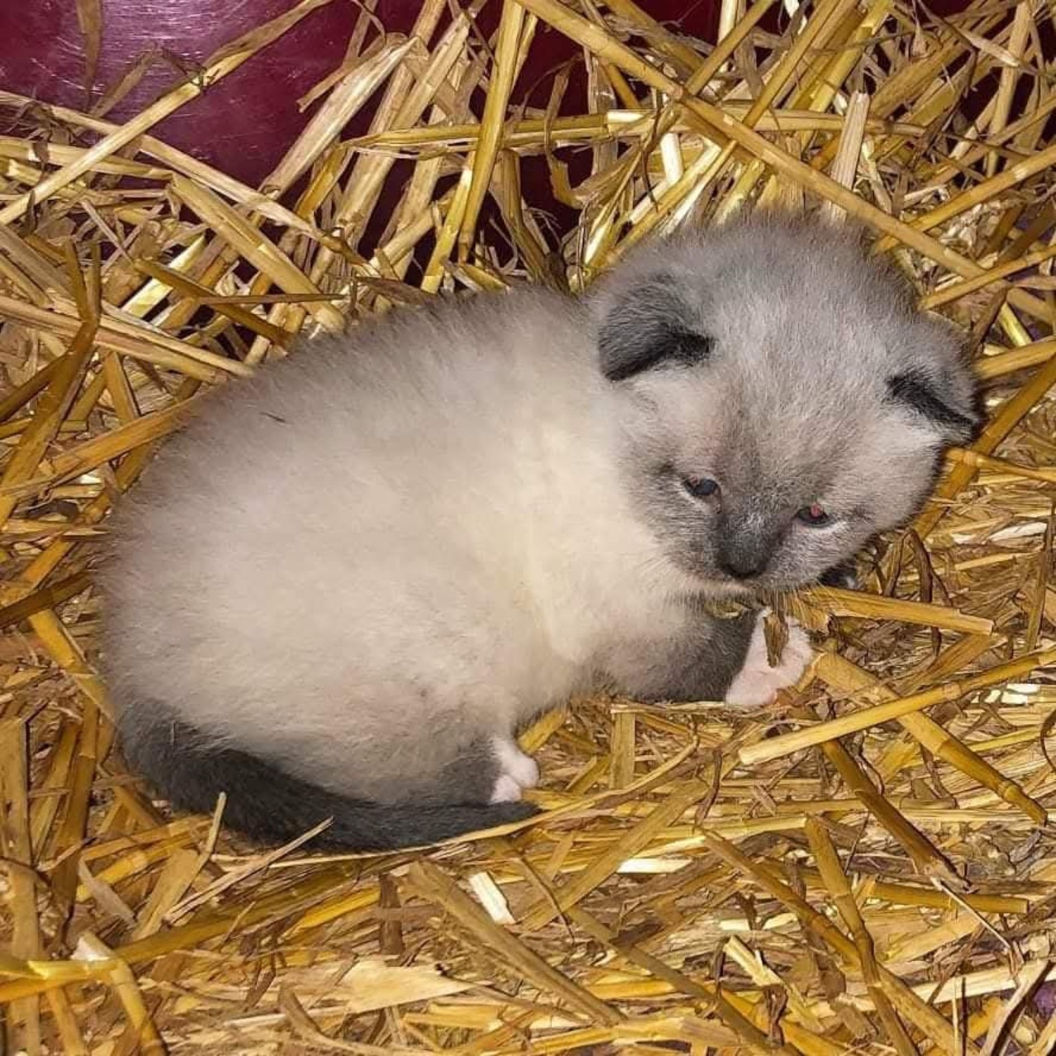 Alita as a tiny light-colored seal-point kitten curled up in straw
