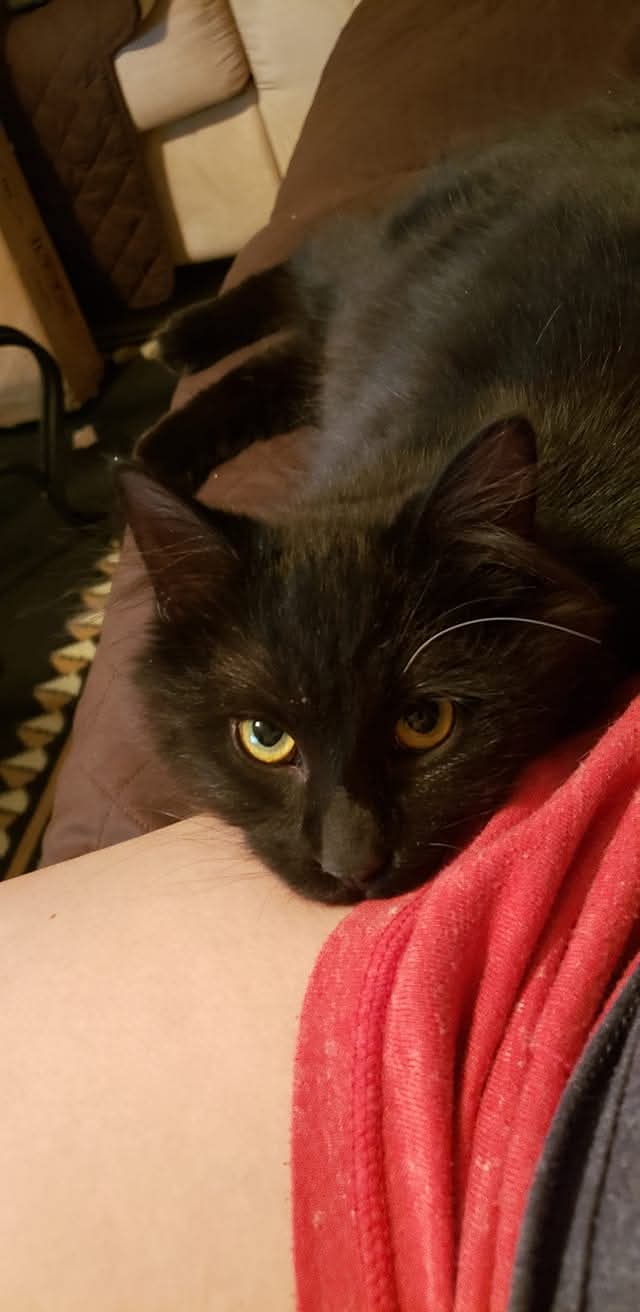 Bane, a fluffy black cat with golden eyes, resting affectionately against a person