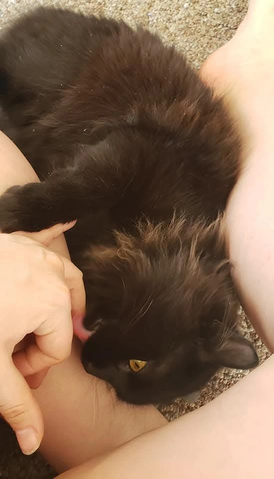 Bane, the fluffy black cat, giving a person’s finger an affectionate lick