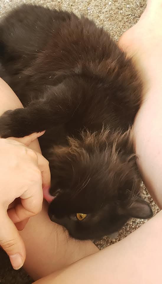 Bane, the fluffy black cat, giving a person’s finger an affectionate lick