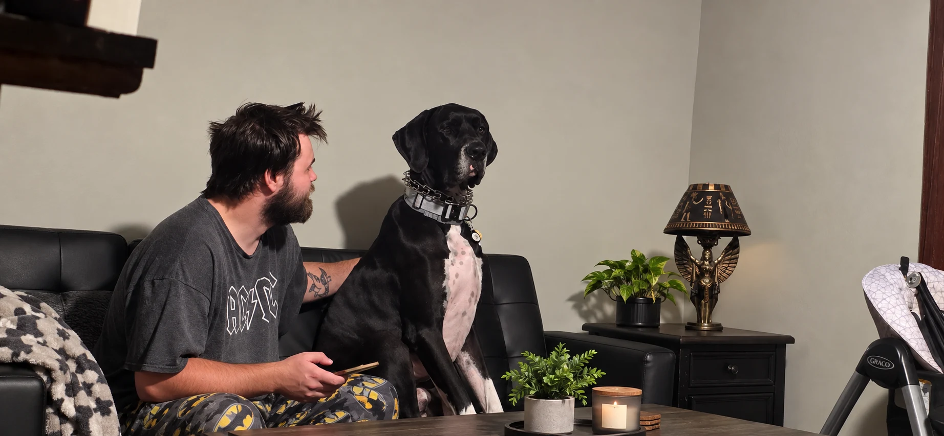 A Great Dane sitting indoors alongside a family member