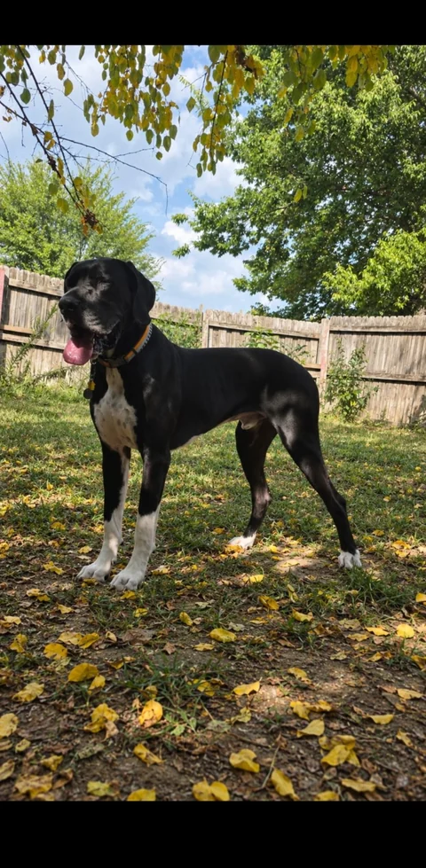 A black Great Dane standing in the fenced backyard