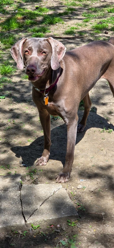 A happy gray dog enjoying the yard during a visit