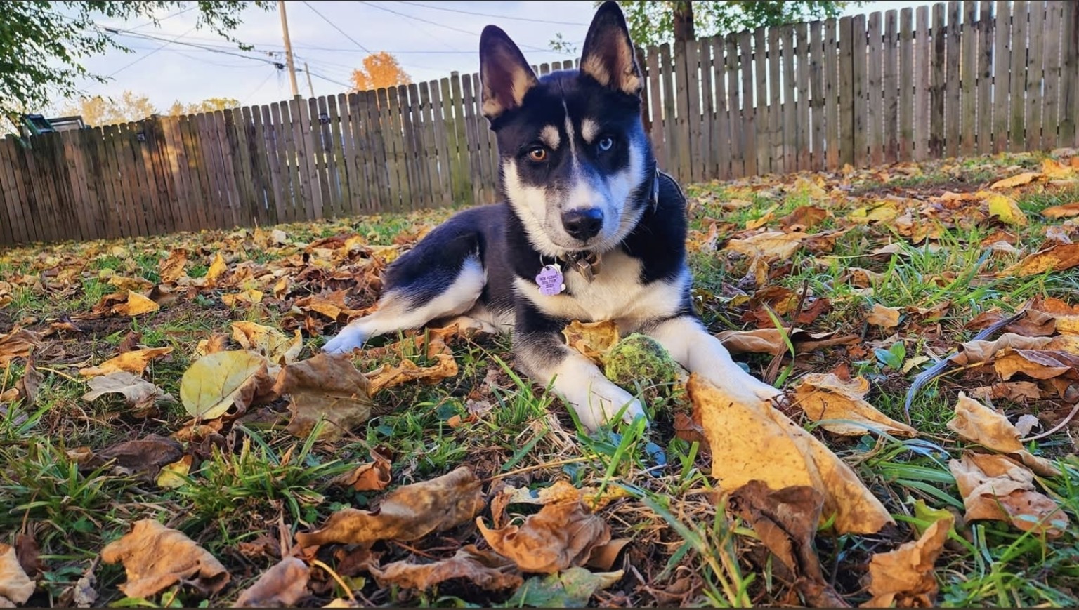 Kiba, a black and white Husky Lab mix with mismatched eyes, resting on autumn leaves