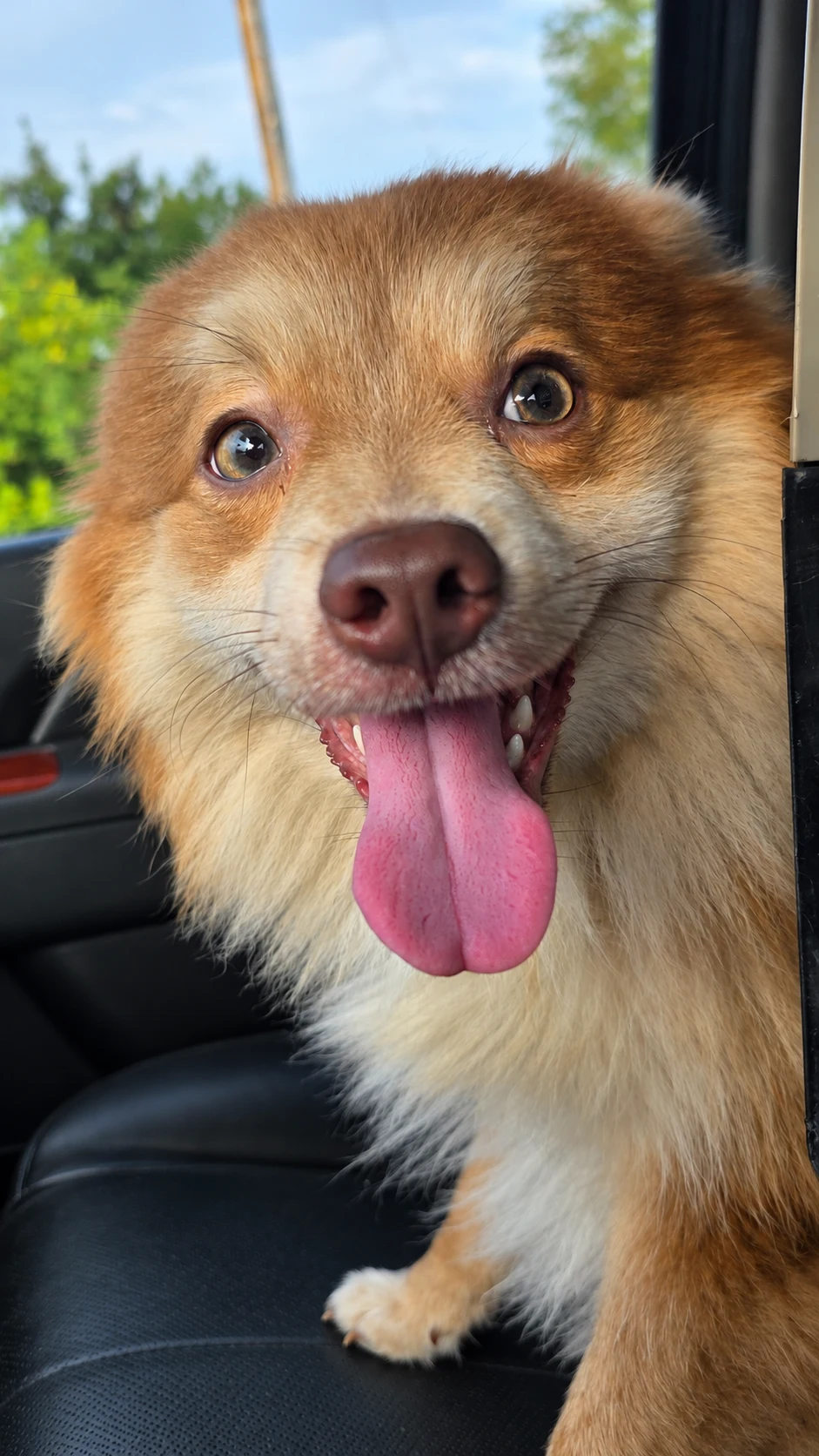 Loki, a fluffy tan Pomeranian, smiling during a car ride