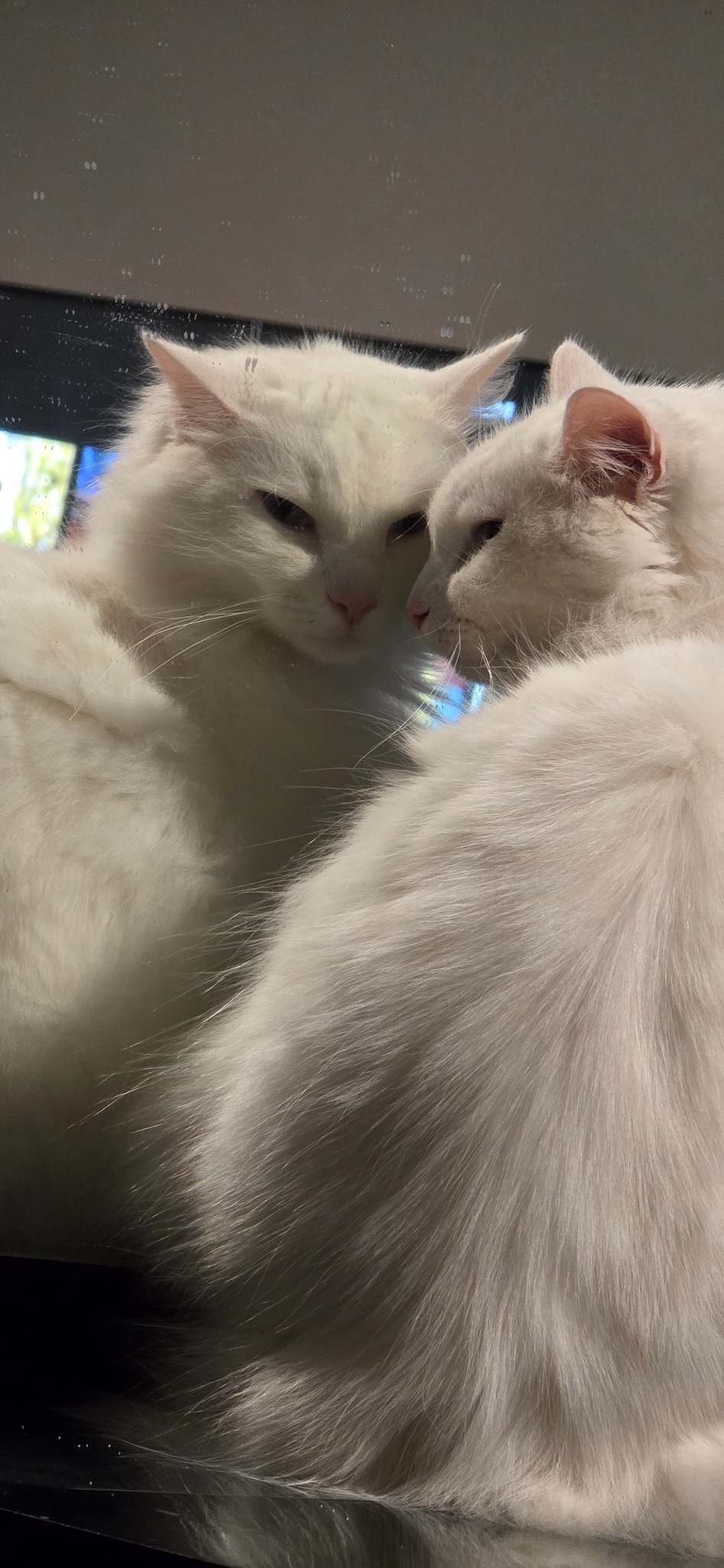 Mithril staring at himself in a mirror