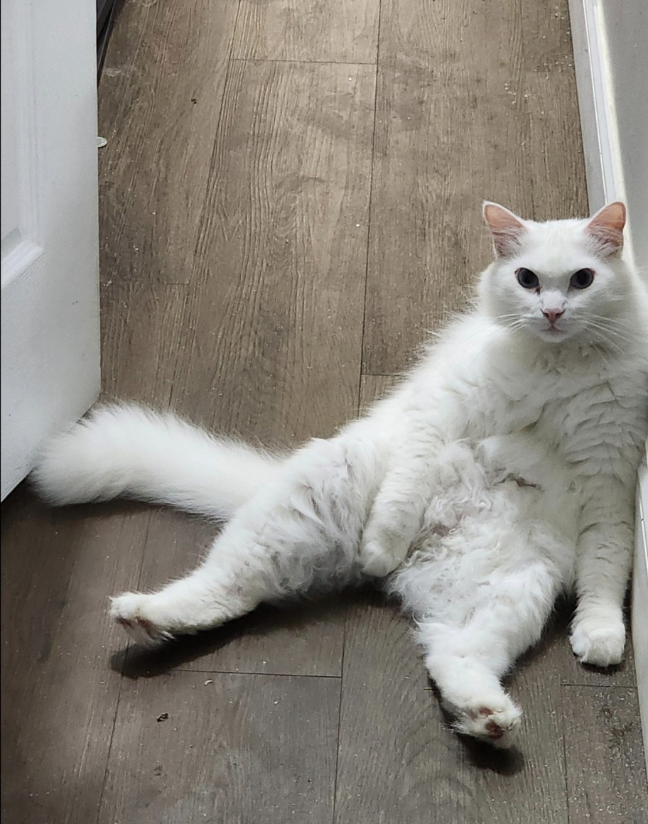 Mithril the fluffy white cat sitting upright like a person with his legs stretched out