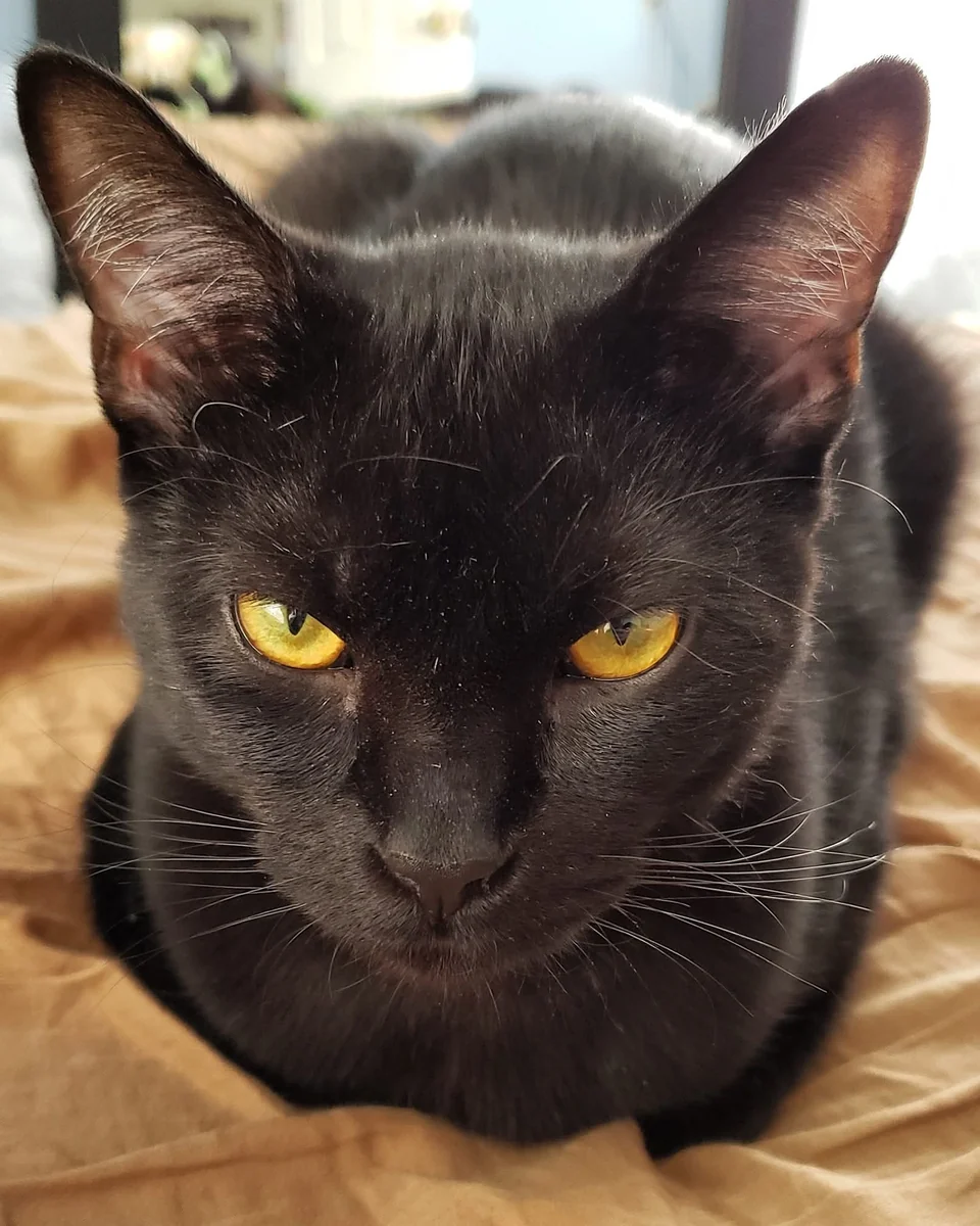 Ra's Al Ghul, a black cat with striking golden eyes, resting on a blanket
