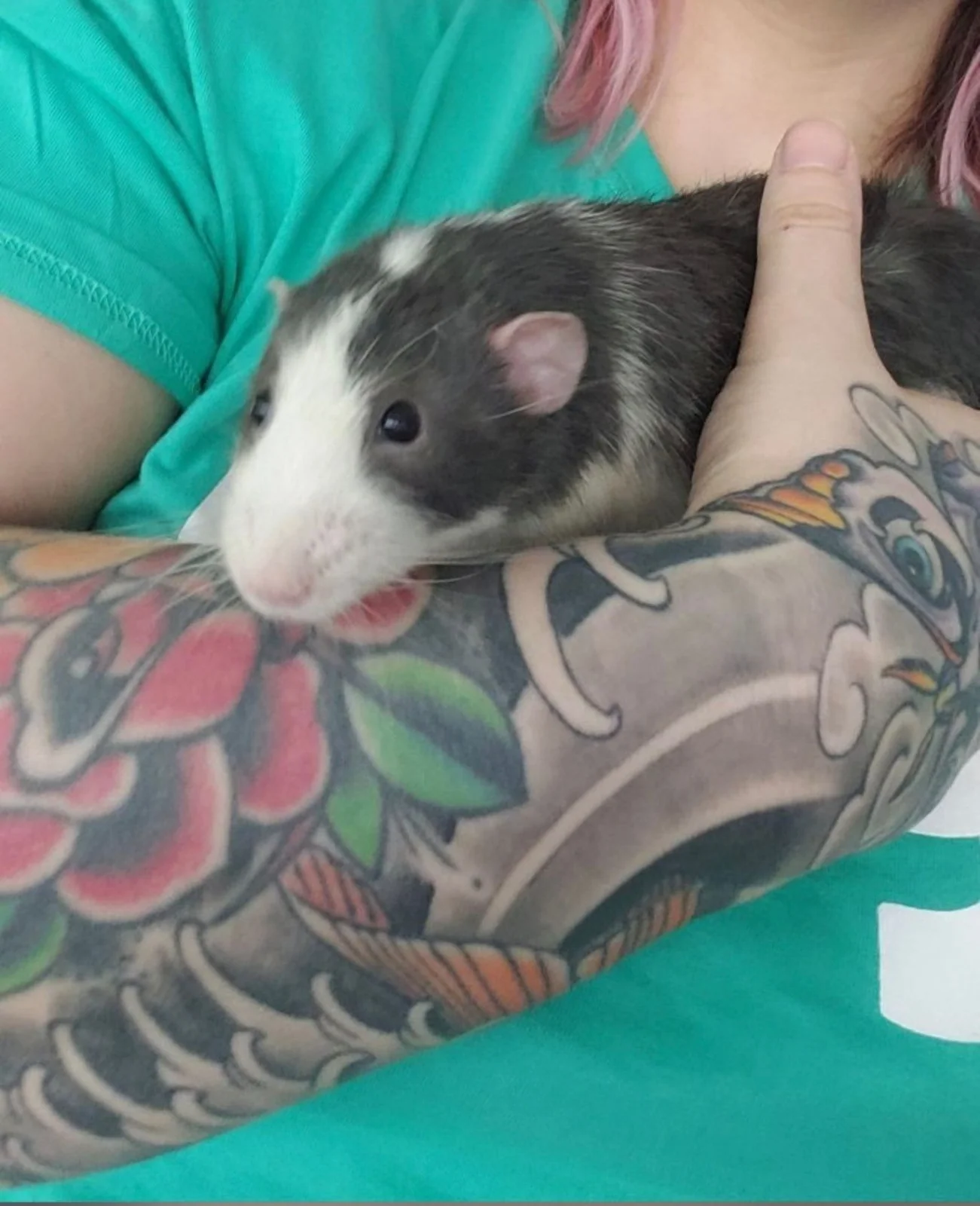 Small domestic rat receiving gentle, individualized exotic pet care