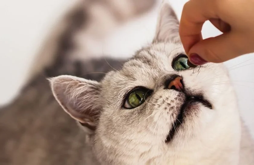 Nutritional Supplements for Cats and Dogs