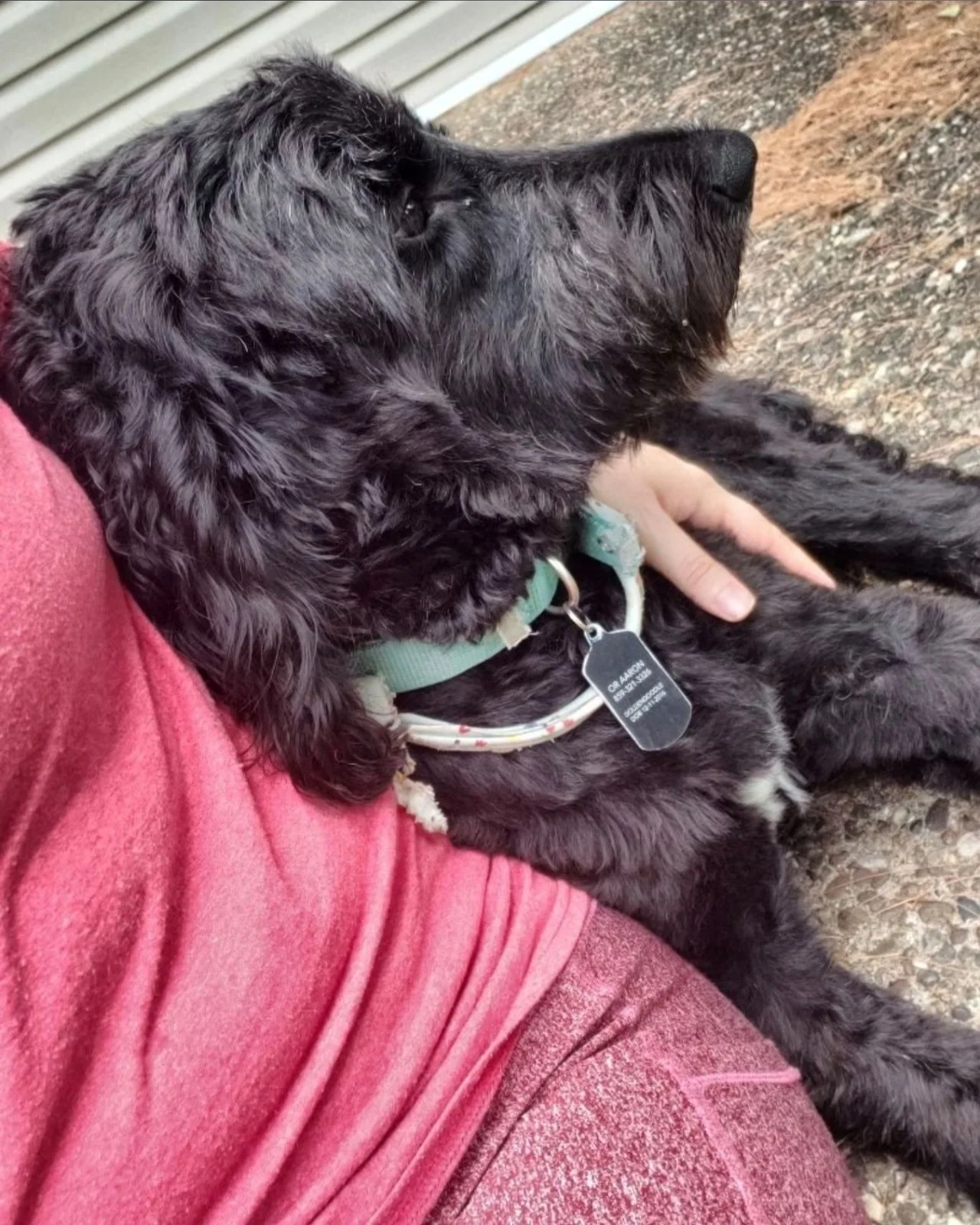 A black Doodle relaxing with a professional pet caregiver