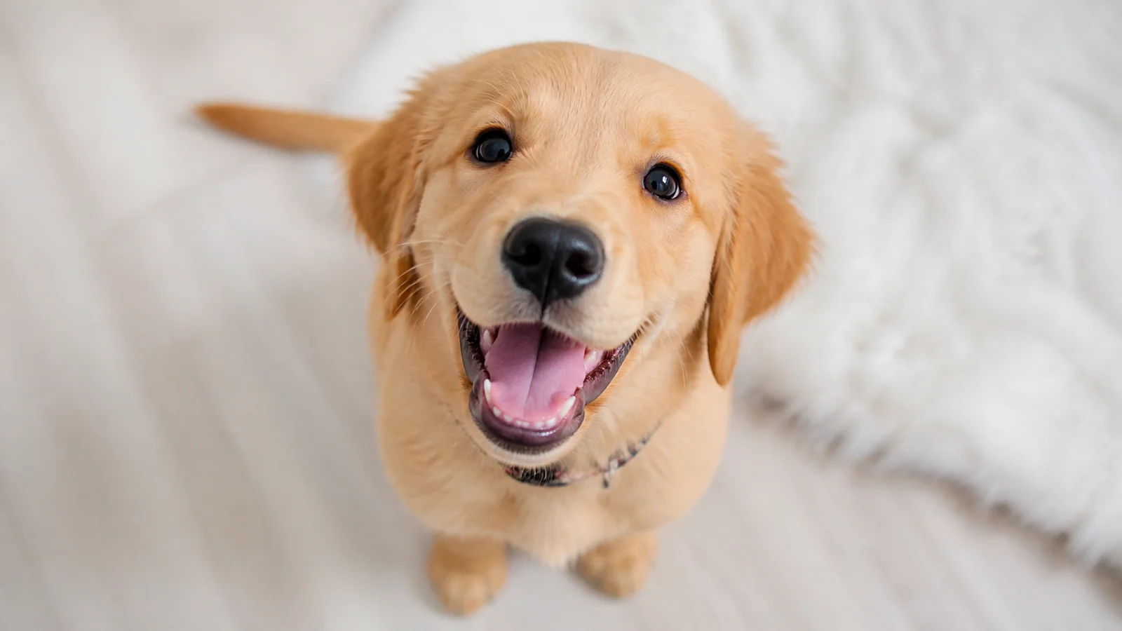 A cute puppy looking up happily indoors, representing stress-free boarding care