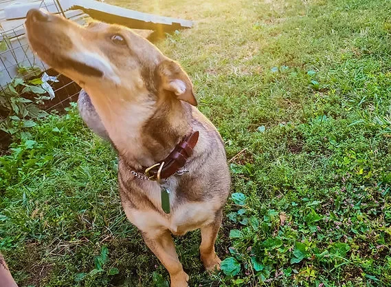 Southern Indiana Pet Care: Trusted Pet Sitting & Dog Walking in New Albany, Clarksville, Jeffersonville & Floyd Knobs