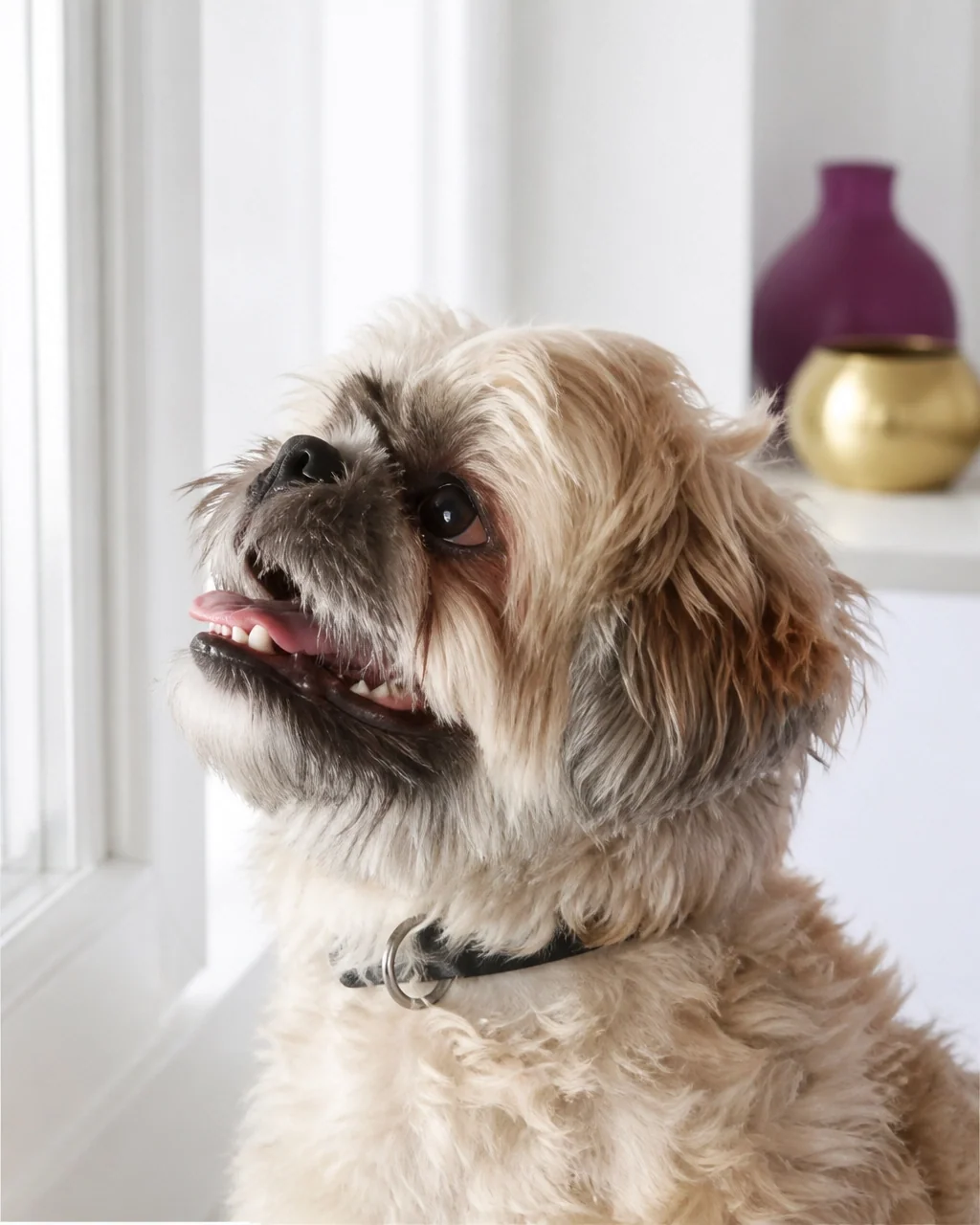 Calm dog relaxing indoors in a familiar home setting