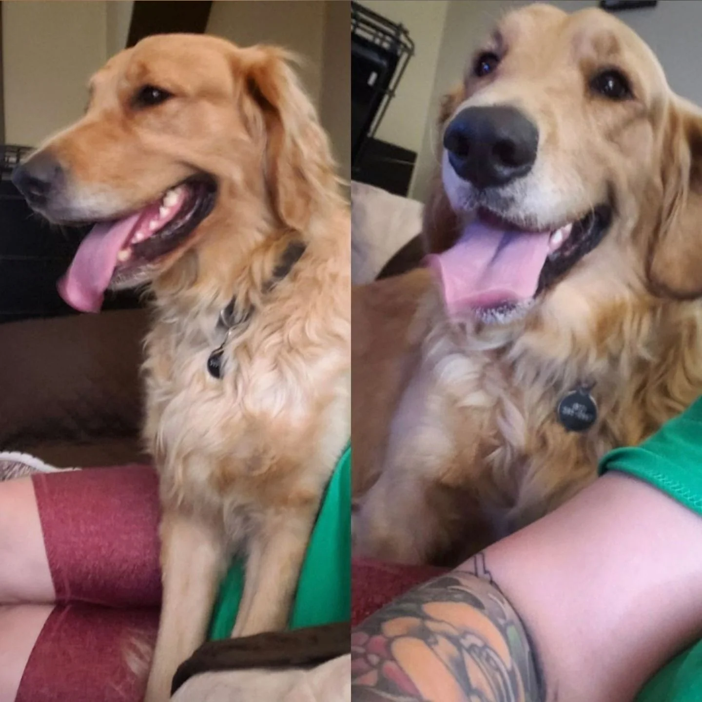 Holiday Drop-In Pet Visits in Louisville: Reliable Care During Busy Travel Days