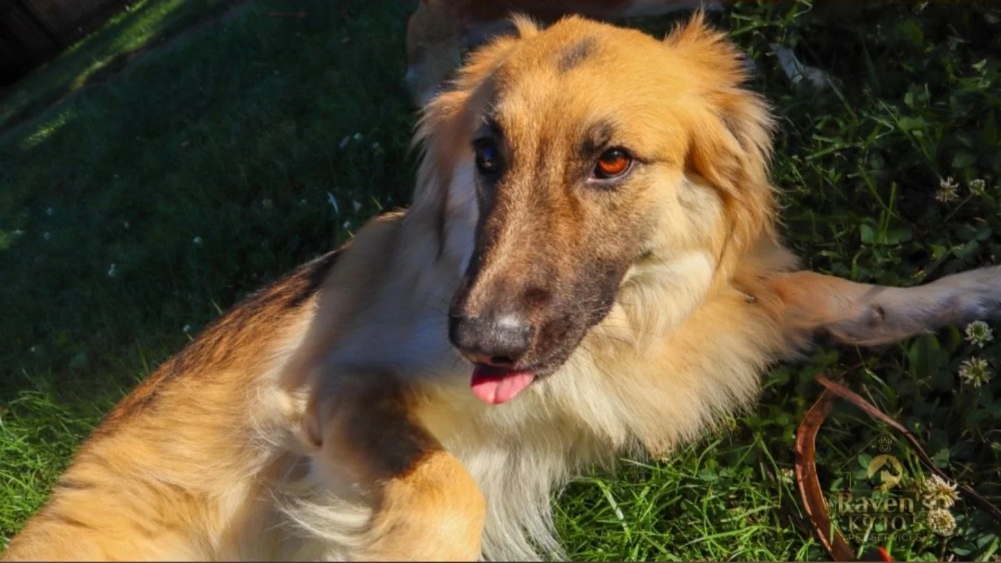 Happy dog enjoying a clean grassy outdoor area