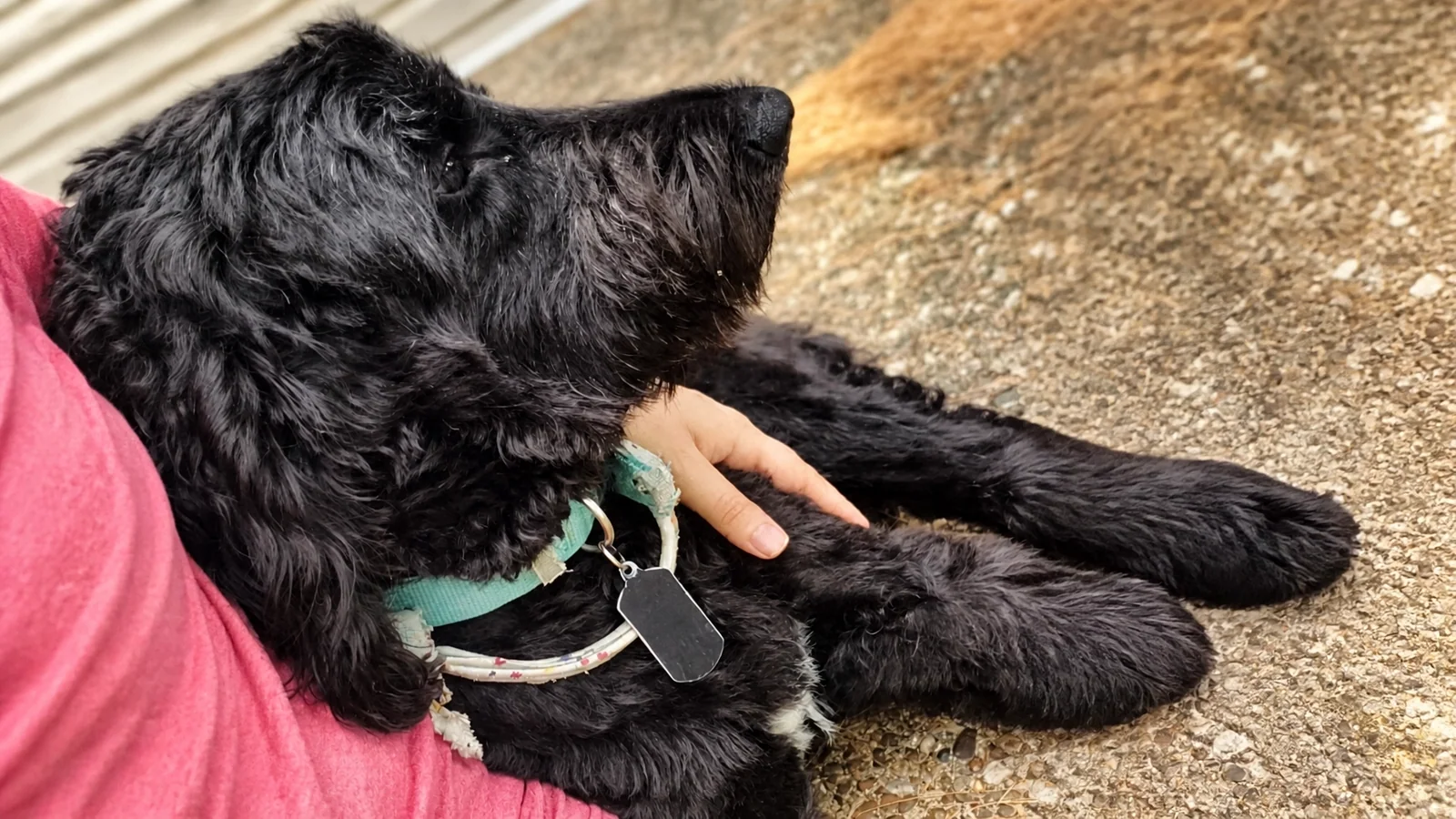 Raven sharing calm companionship with a black doodle during overnight in-home care