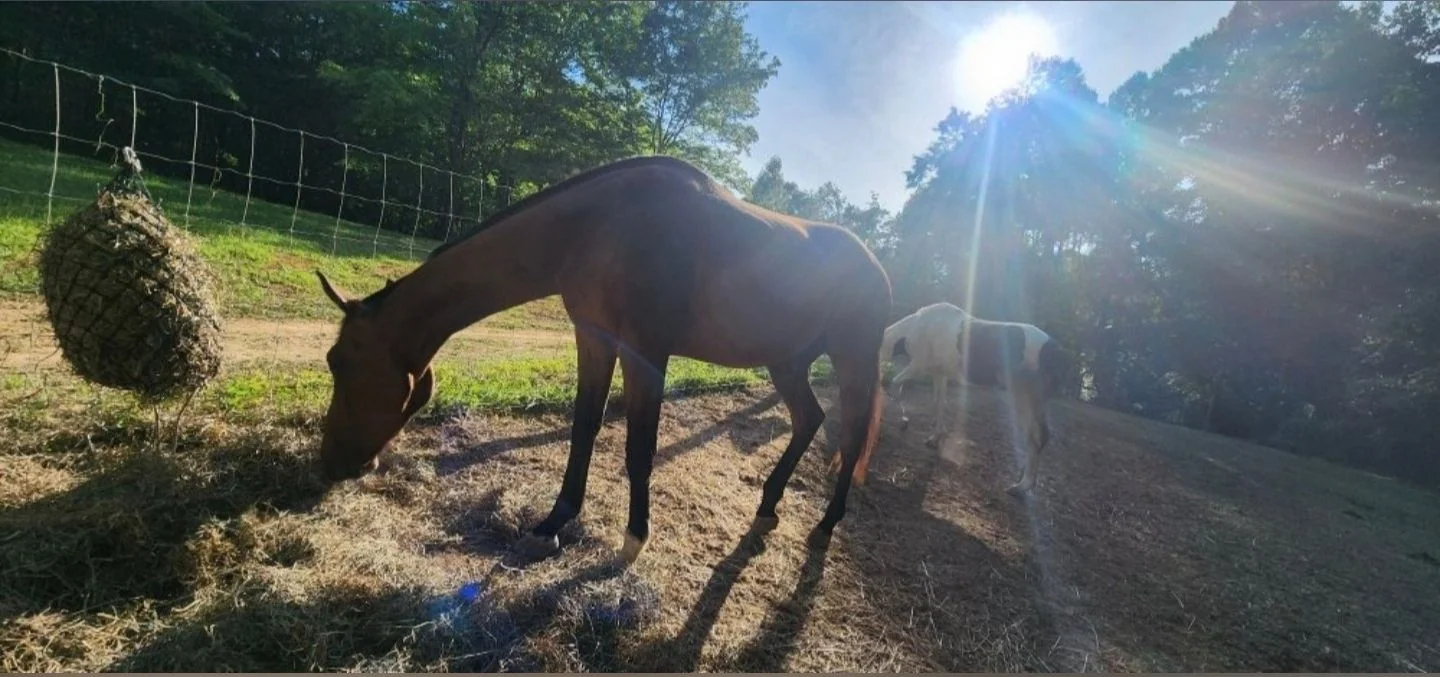 Horses receiving routine farm and livestock care