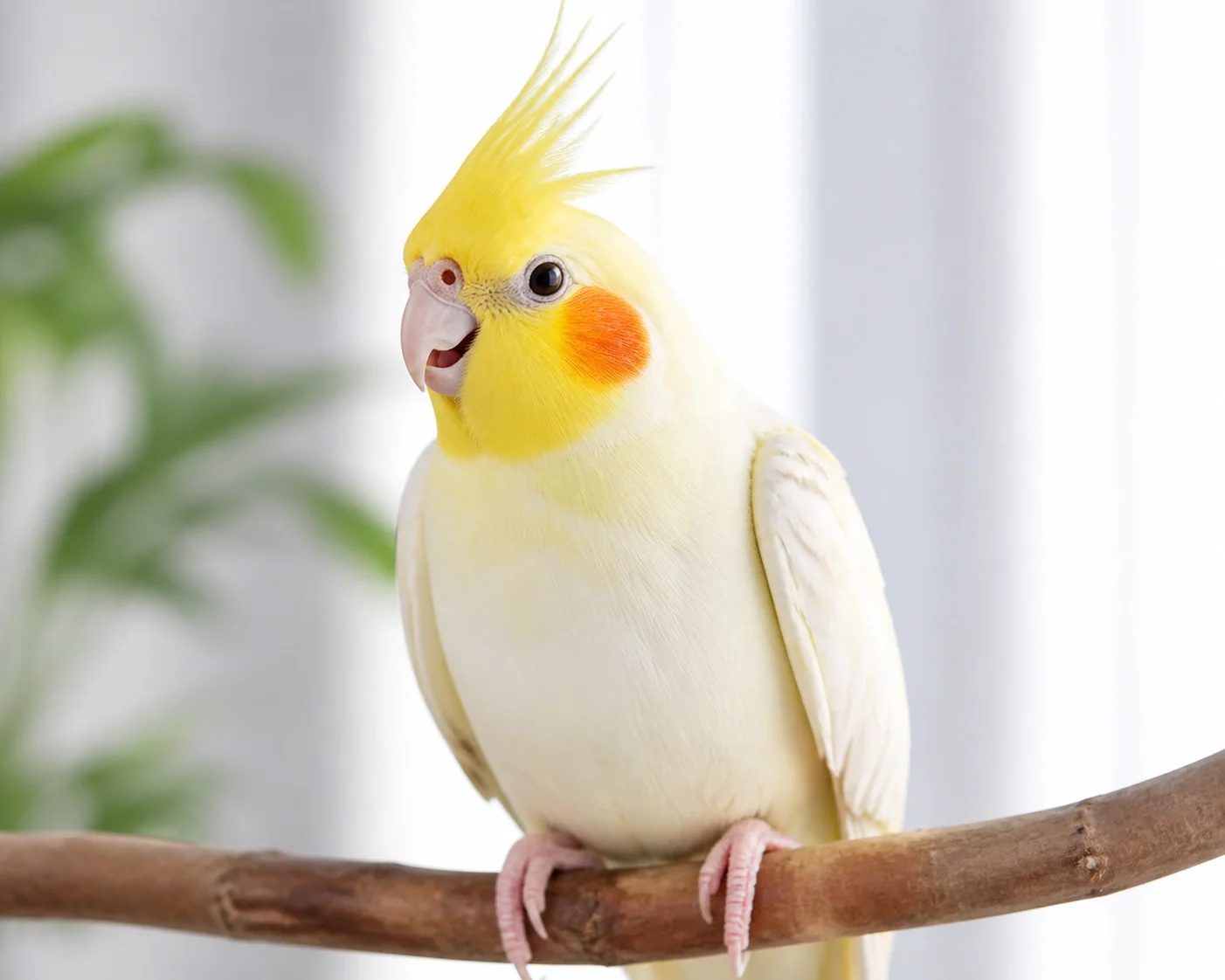 A cheerful cockatiel perched on a natural wooden branch