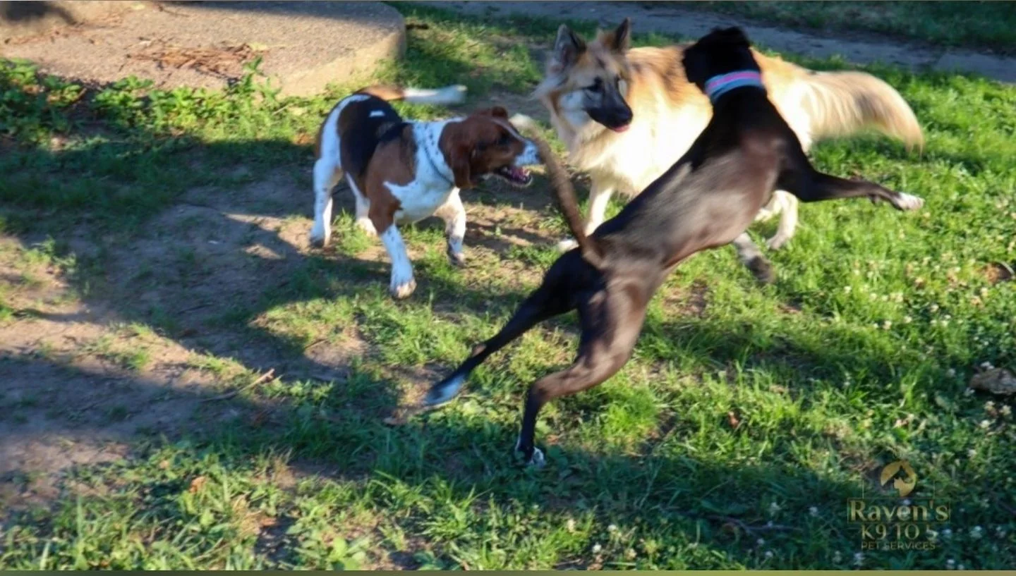 Dogs enjoying supervised playtime in a sunny daycare yard