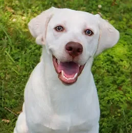 Happy Labrador enjoying a bright outdoor break