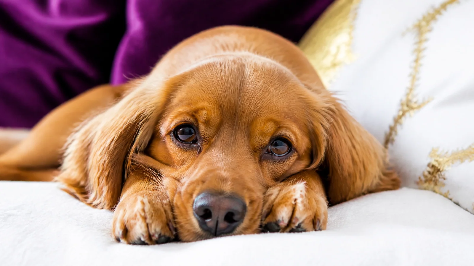 A relaxed dog resting its chin on paws, looking calm and secure on a clean white blanket