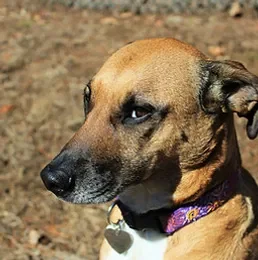Attentive brown dog looking focused and calm during home care visits