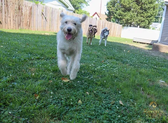 Festival Season Pet Care : A Kentuckiana Pet Parent's Guide