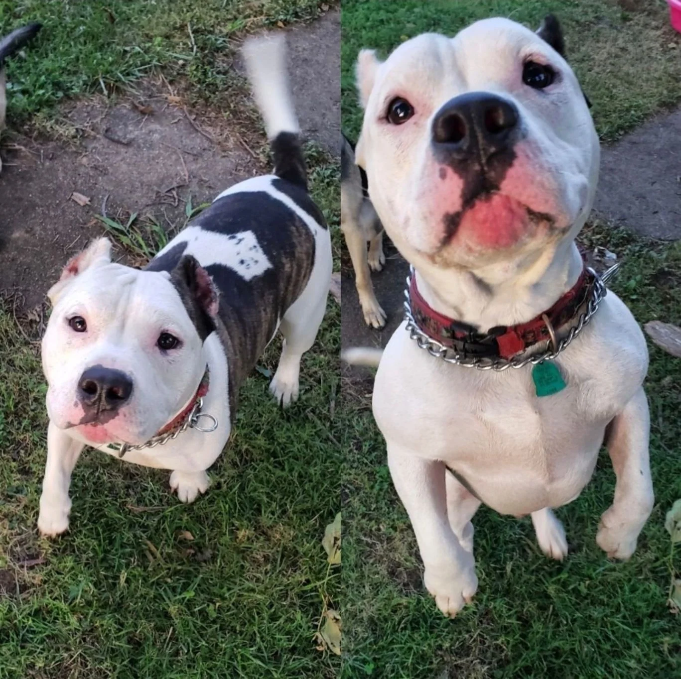 A friendly pit bull enjoying one-on-one outdoor companionship