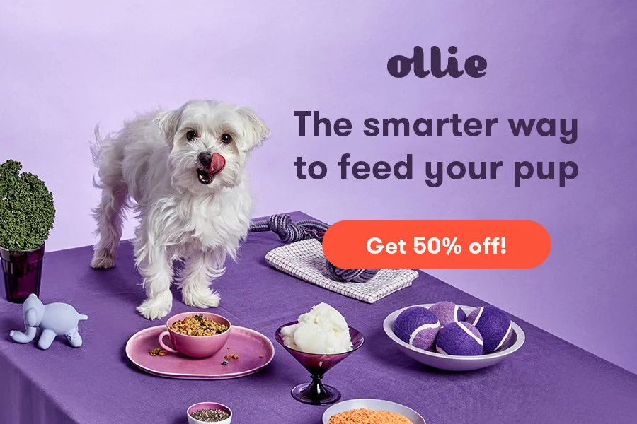 Best Wet Dog Foods for Your Furry Friend