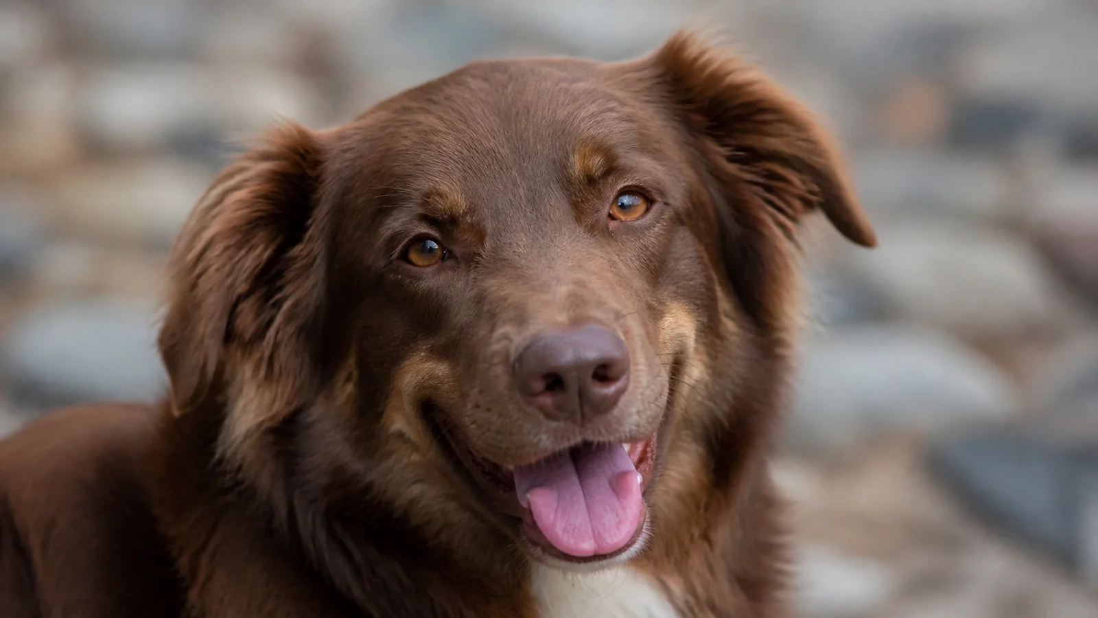 A close-up portrait of a happy, relaxed brown dog with a calm expression