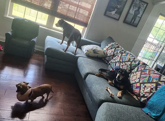 Cozy pets relaxing comfortably indoors